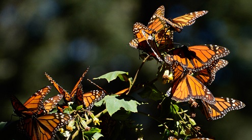 monarch butterfly