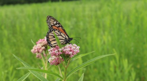 monarch on a pink flower